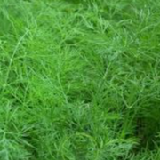 Plant d'ANETH