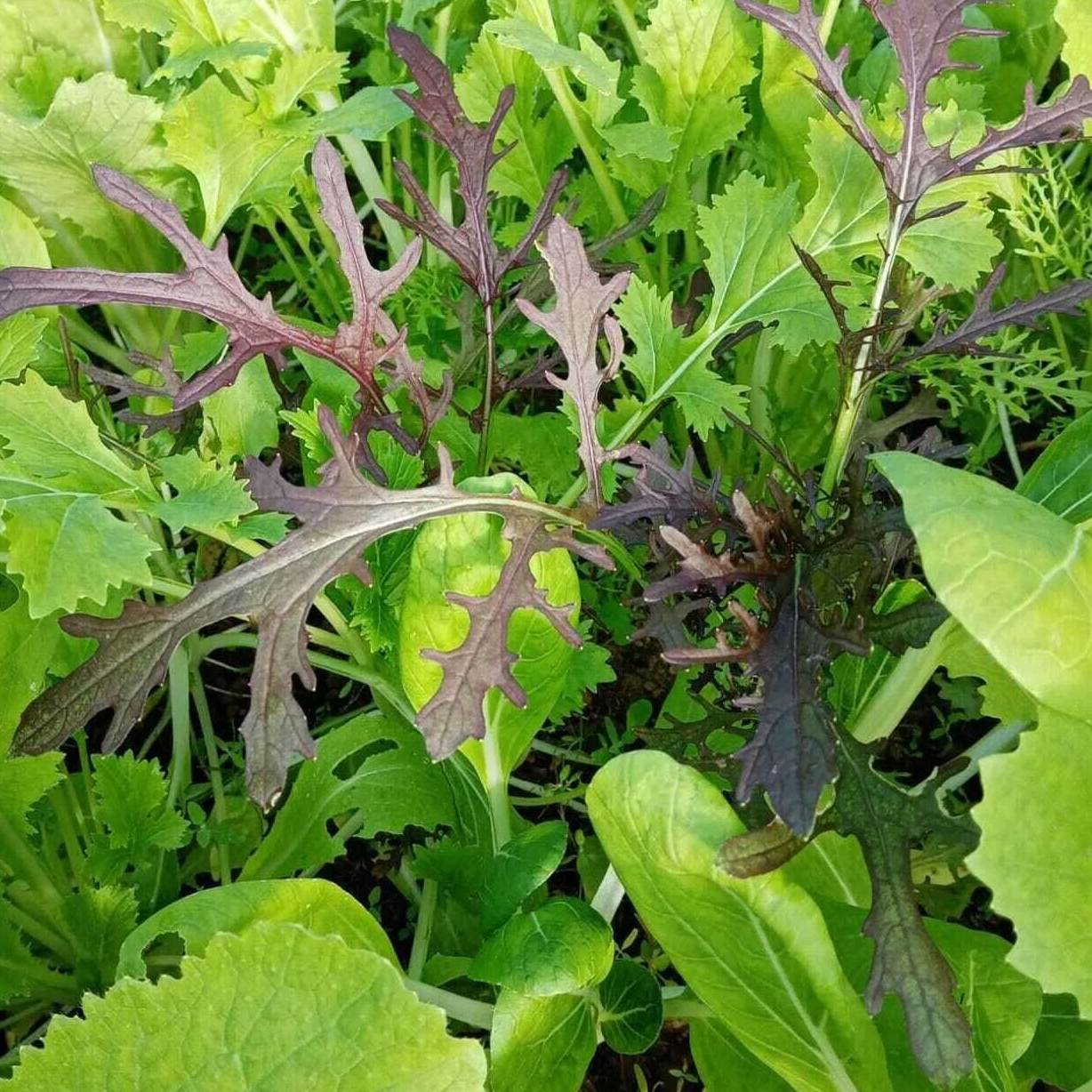 Mesclun Asiatique