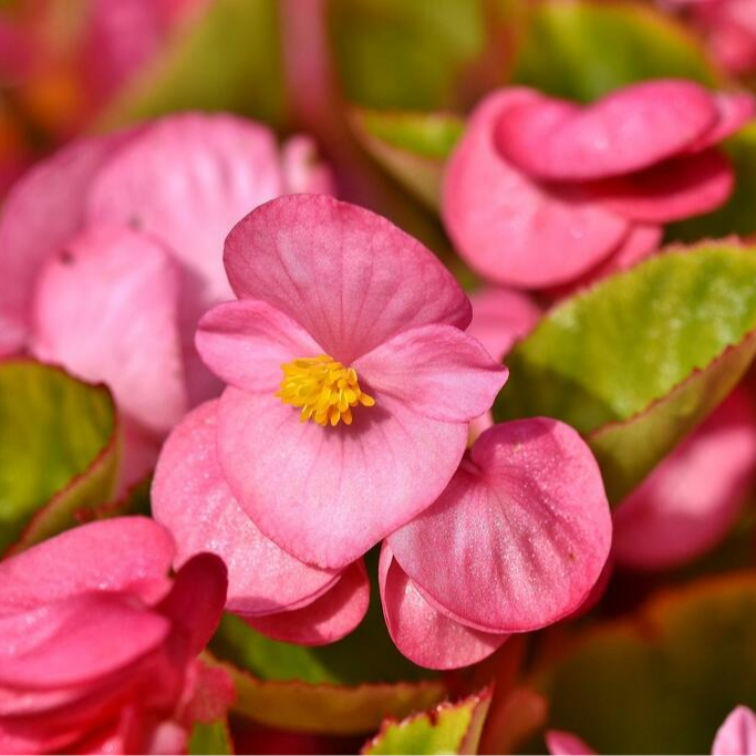 Fleurs de Bégonias (par 20)