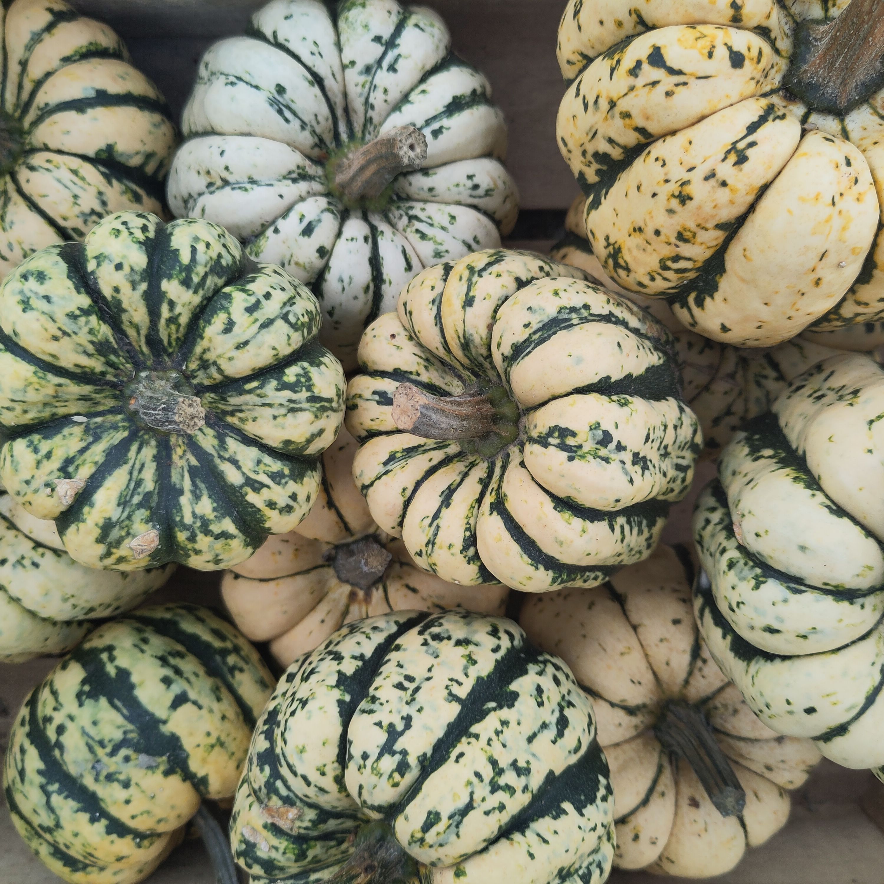 Courge Patidou