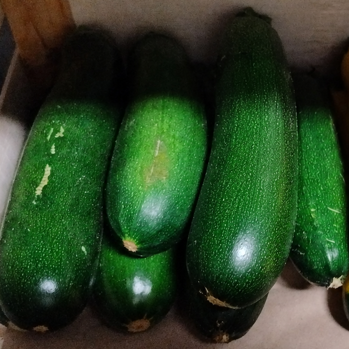 COURGETTE VERTE FONCEE