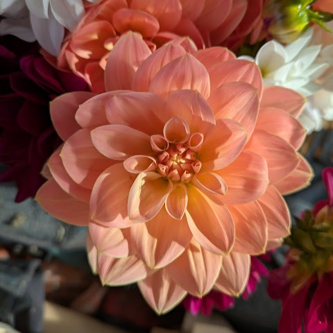 Dahlias (orange) X10