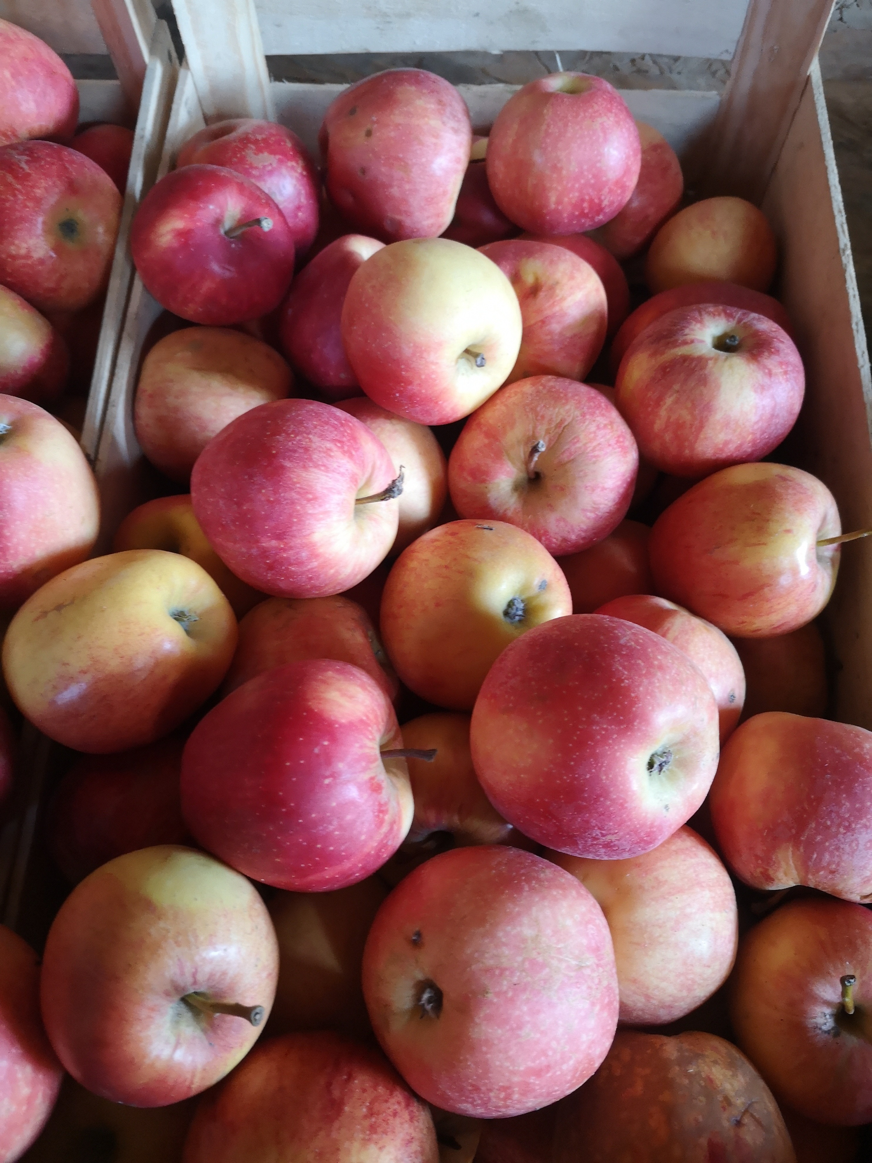 Pomme Gala - kg