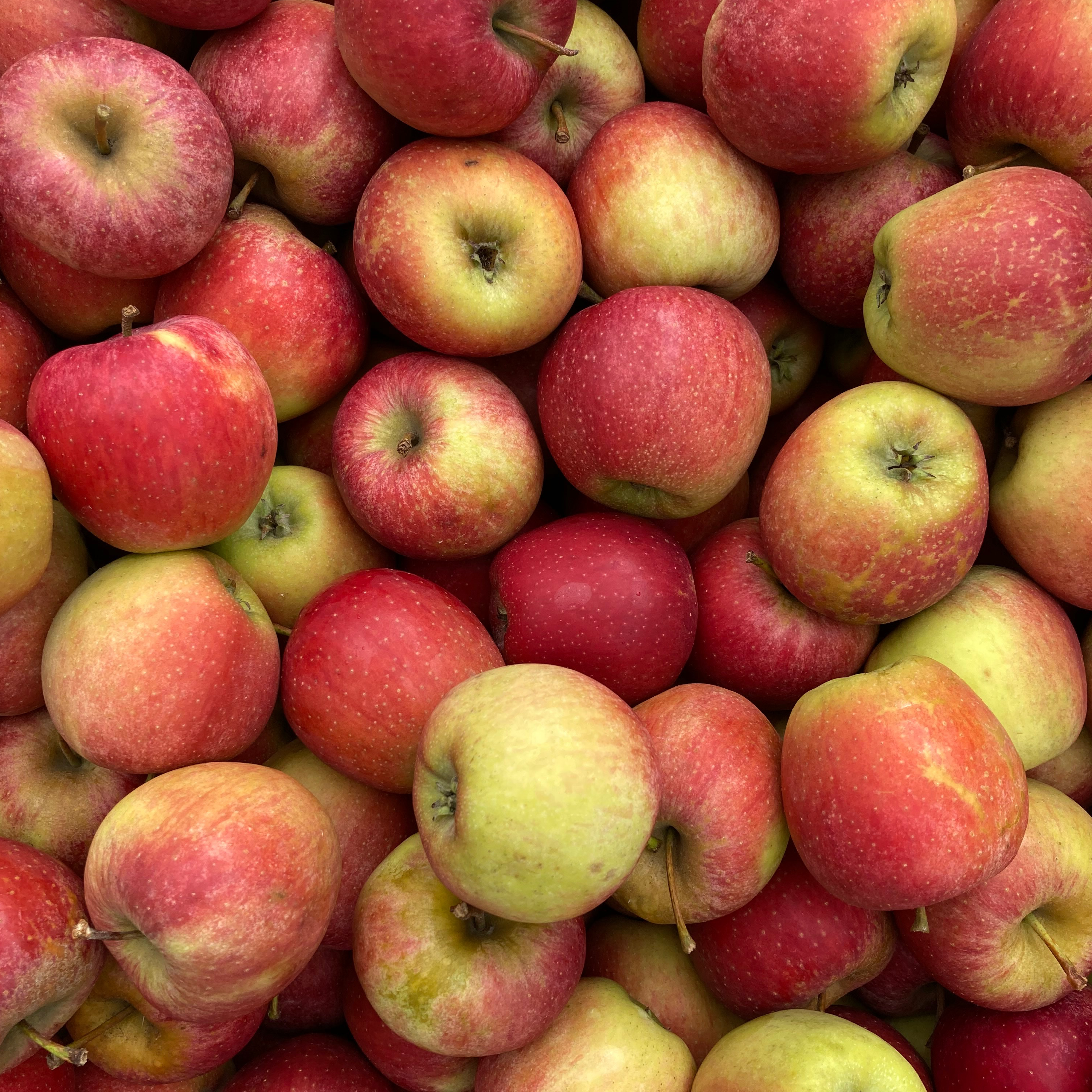 Pomme ‘Broockfield' (sucrée)