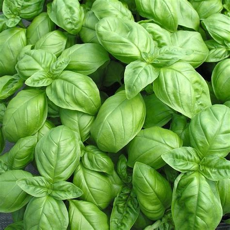 01 BASILIC GRAND VERT