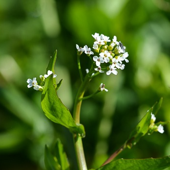 Fleurs de Calépine (par 30)