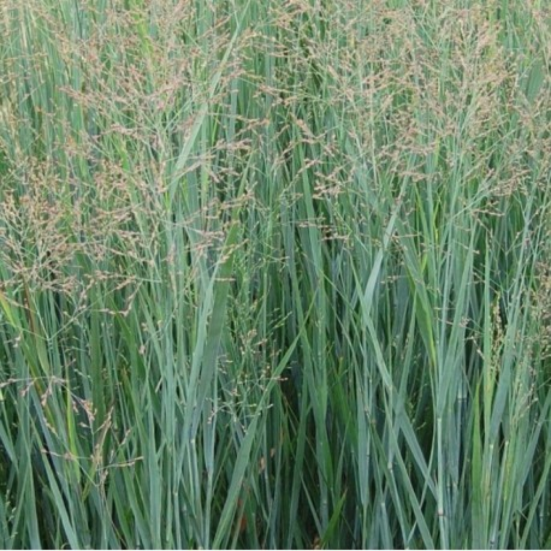 Panicum virgatum ‘Heavy Metal’