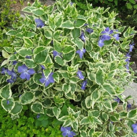 Grande pervenche panachée en pot 12 cm