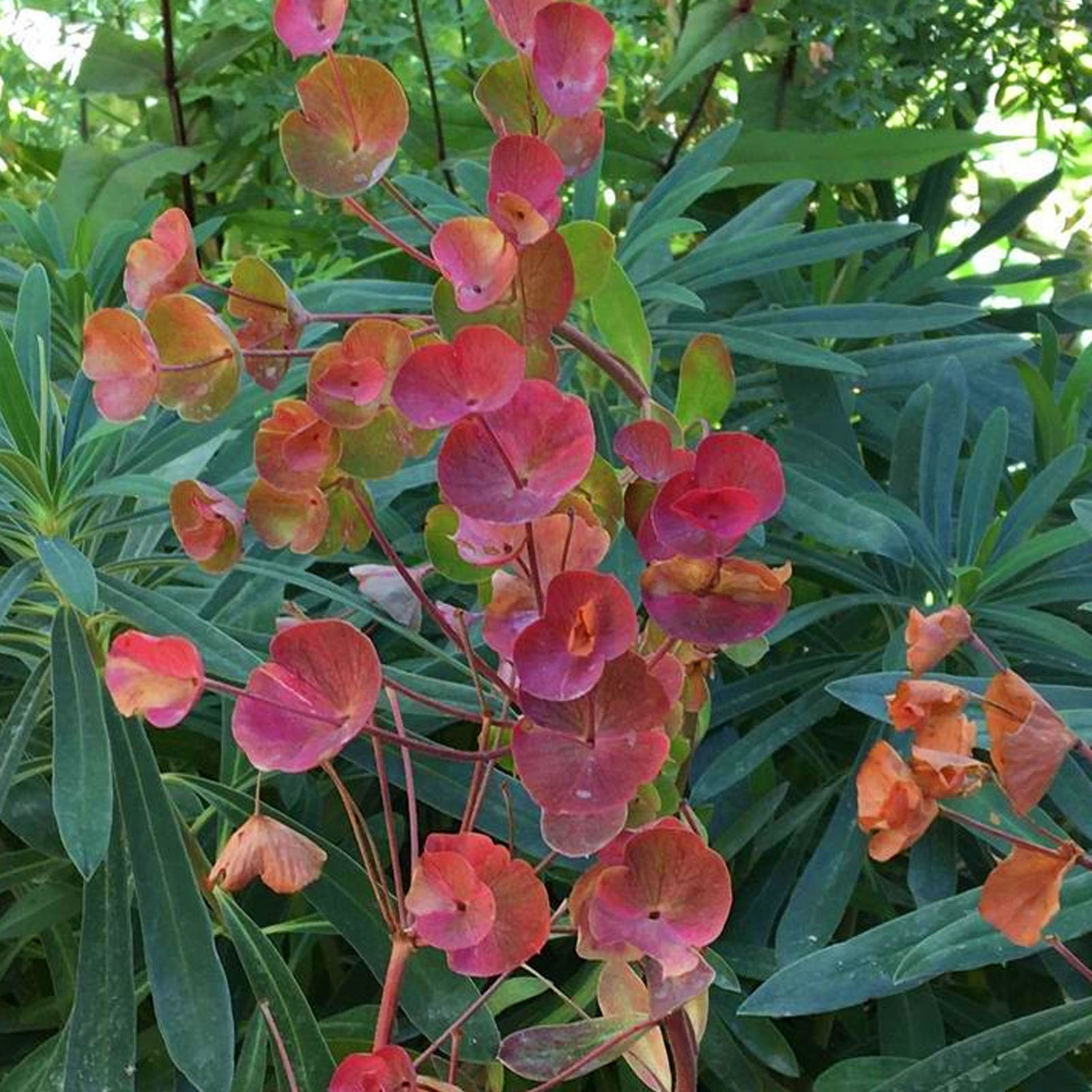 Euphorbia characias ‘Galaxy Glow’