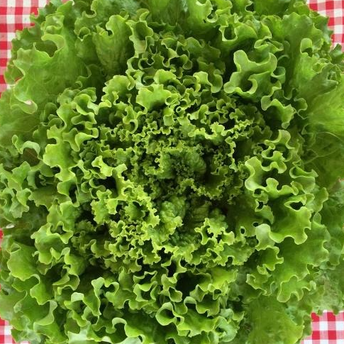 SALADE Batavia cat 2 (origine: La Cueillette 59 France)