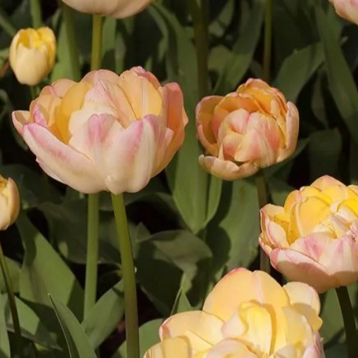 Bulbes Creme Upstar - 180g