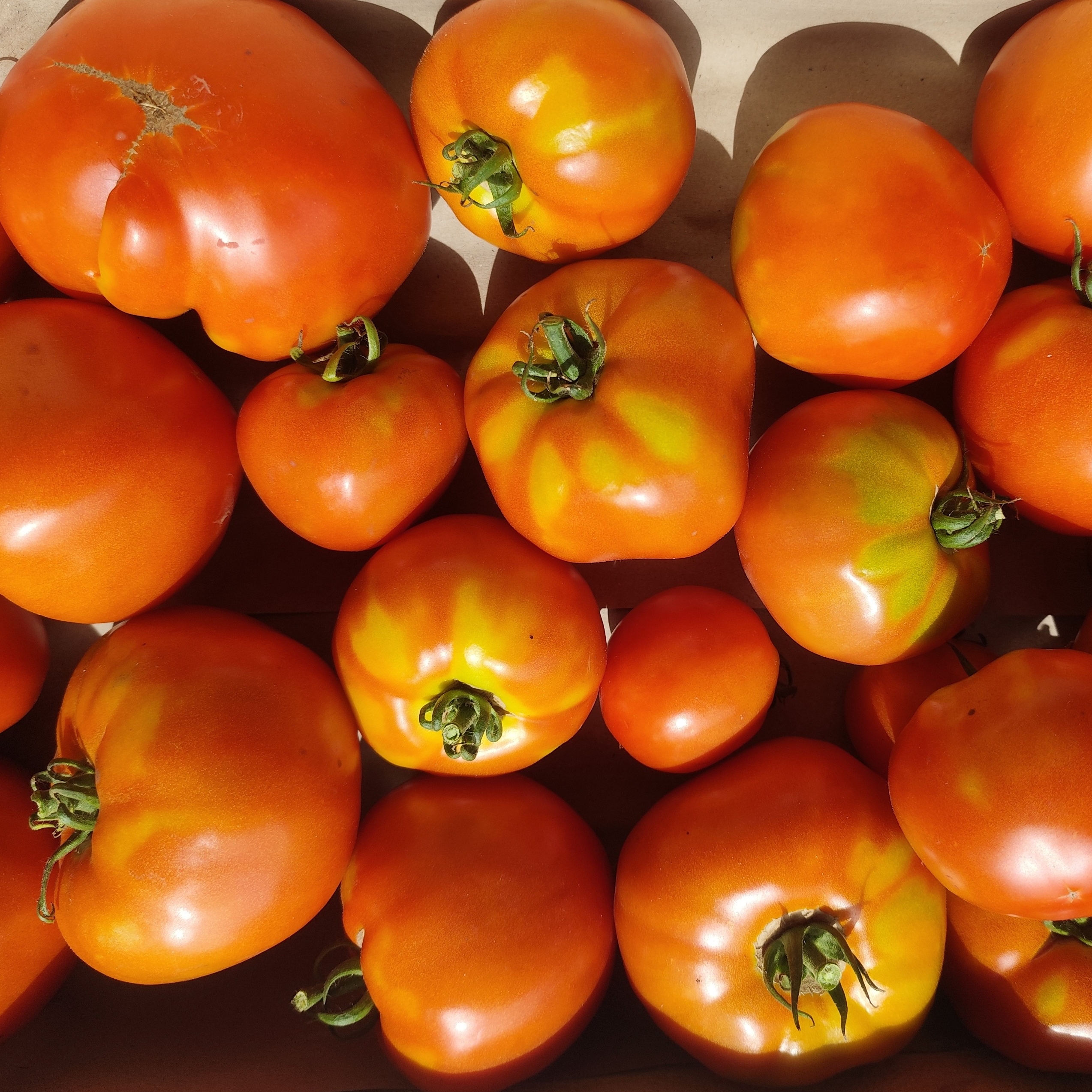 tomates à coulis - 5 kg