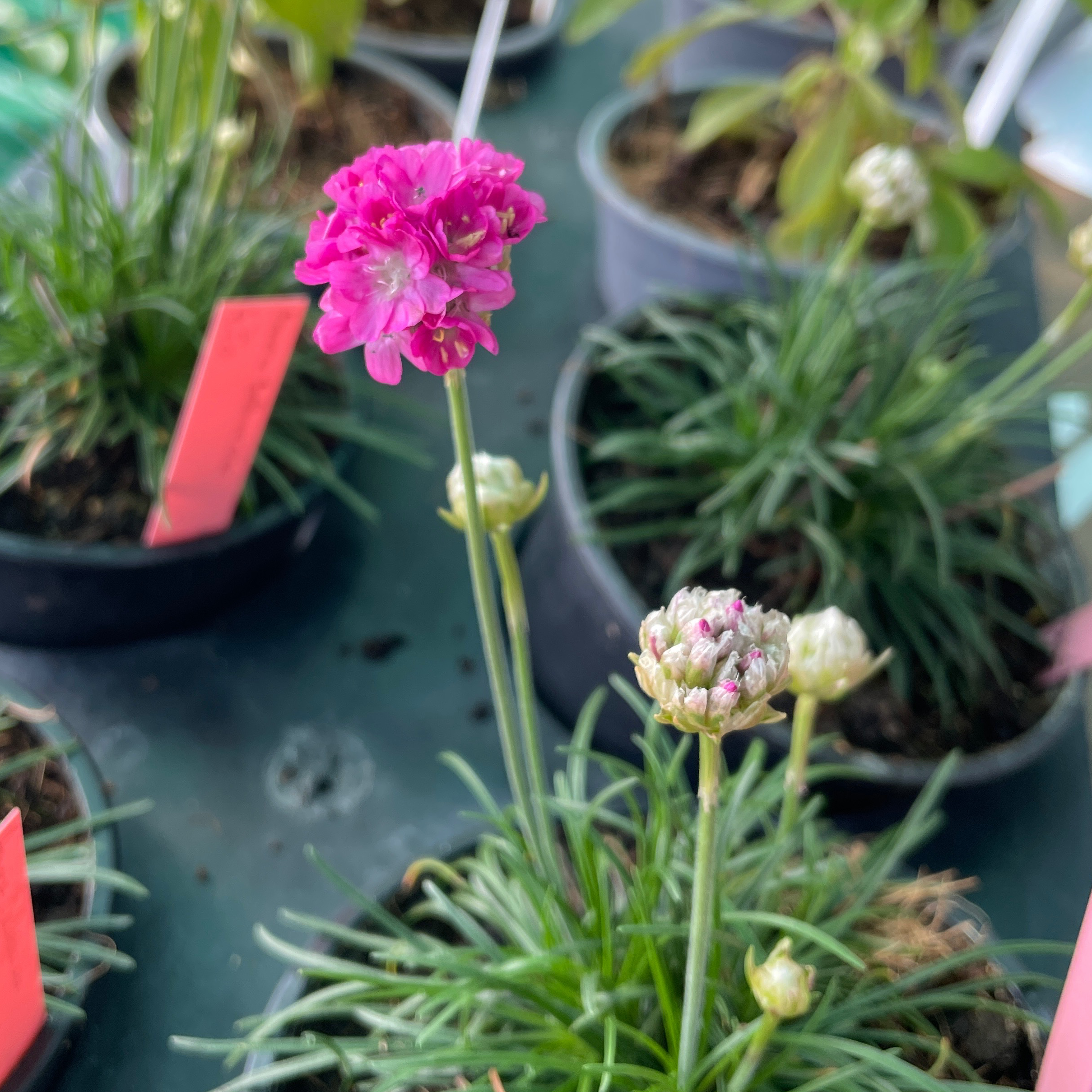 Armeria pseudoarmeria 'Ballerina Lilac'