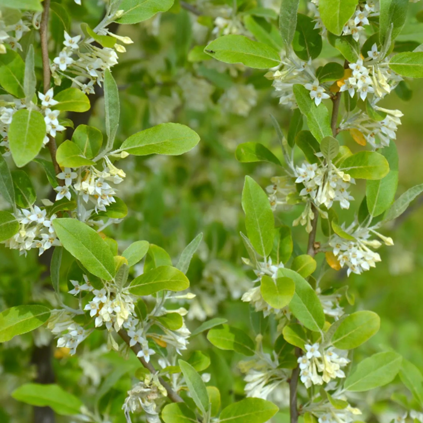 Chalef d'automne Pot 3L