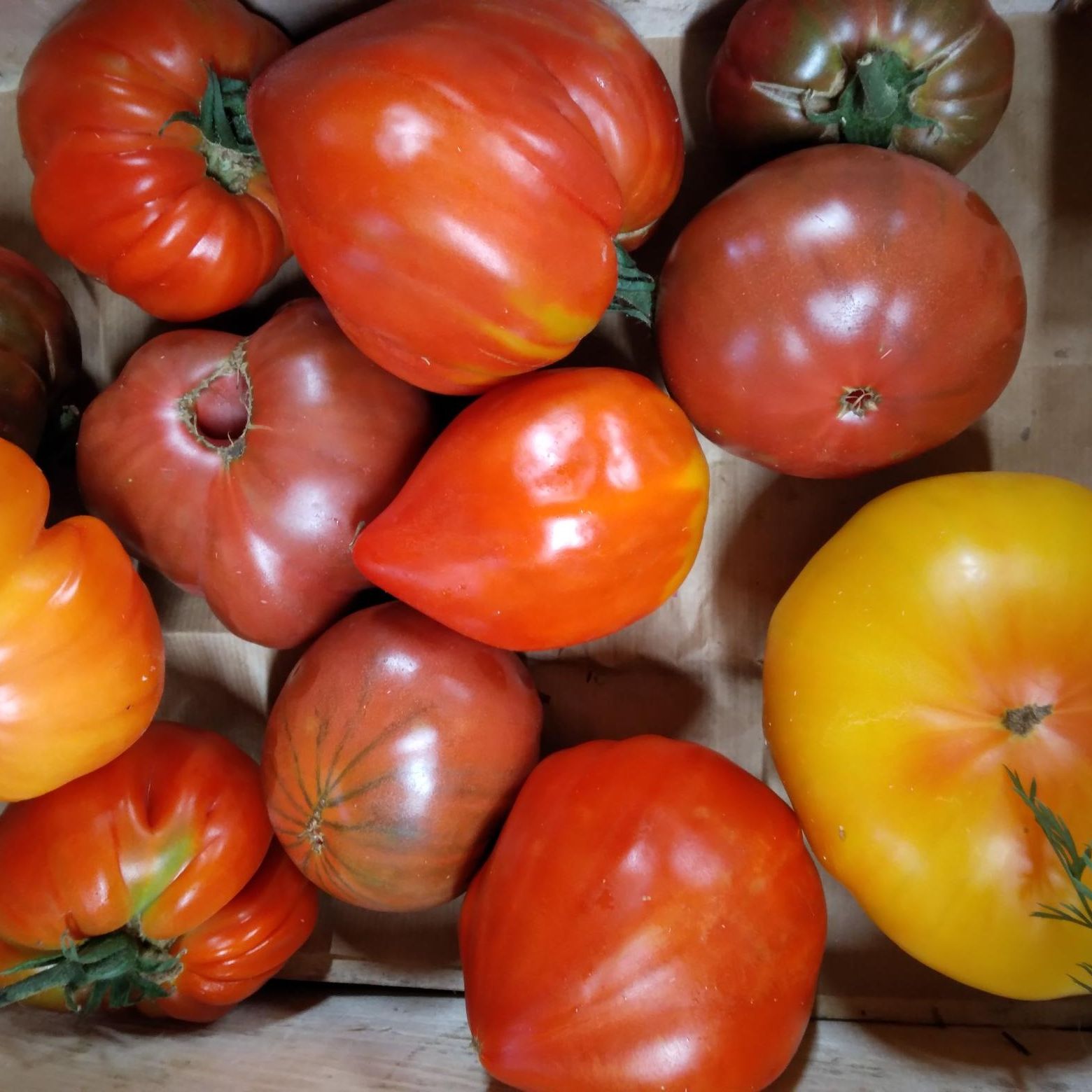Tomate ancienne