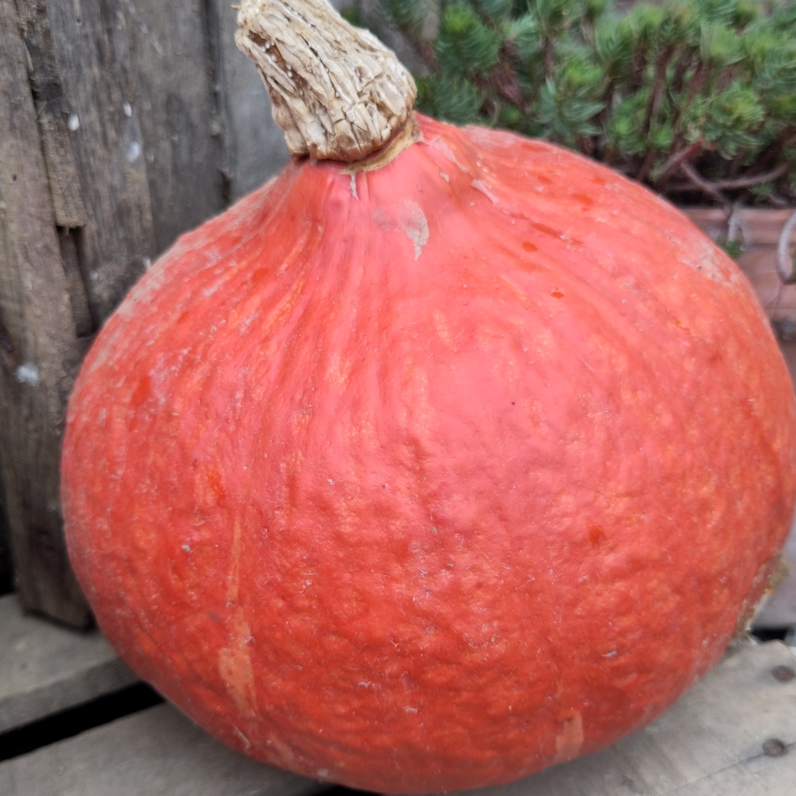 Courge Potimarron BIO - 0,7kg