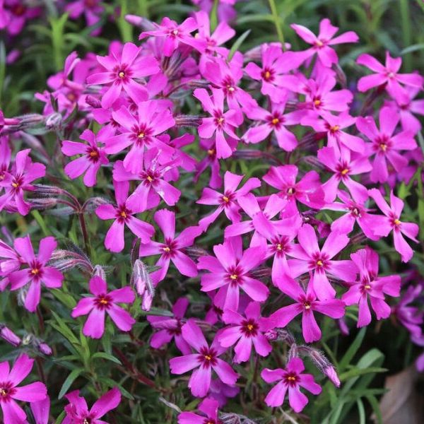 Phlox mousse rose foncé