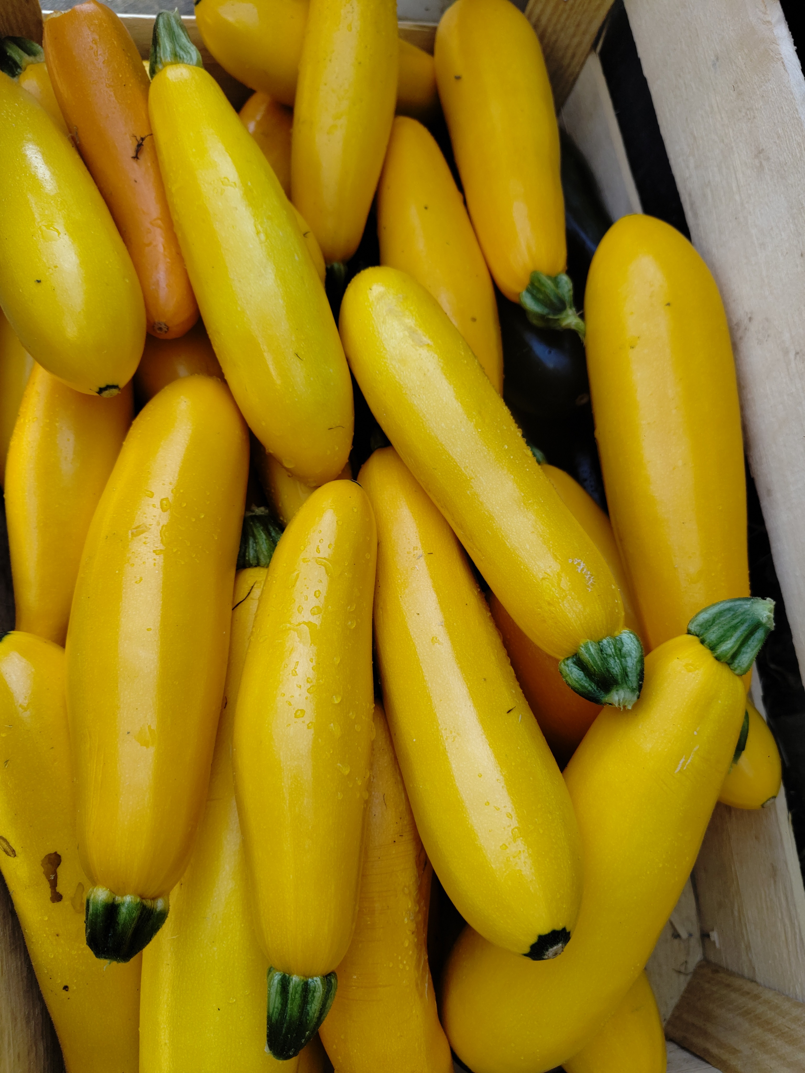 Courgette jaune