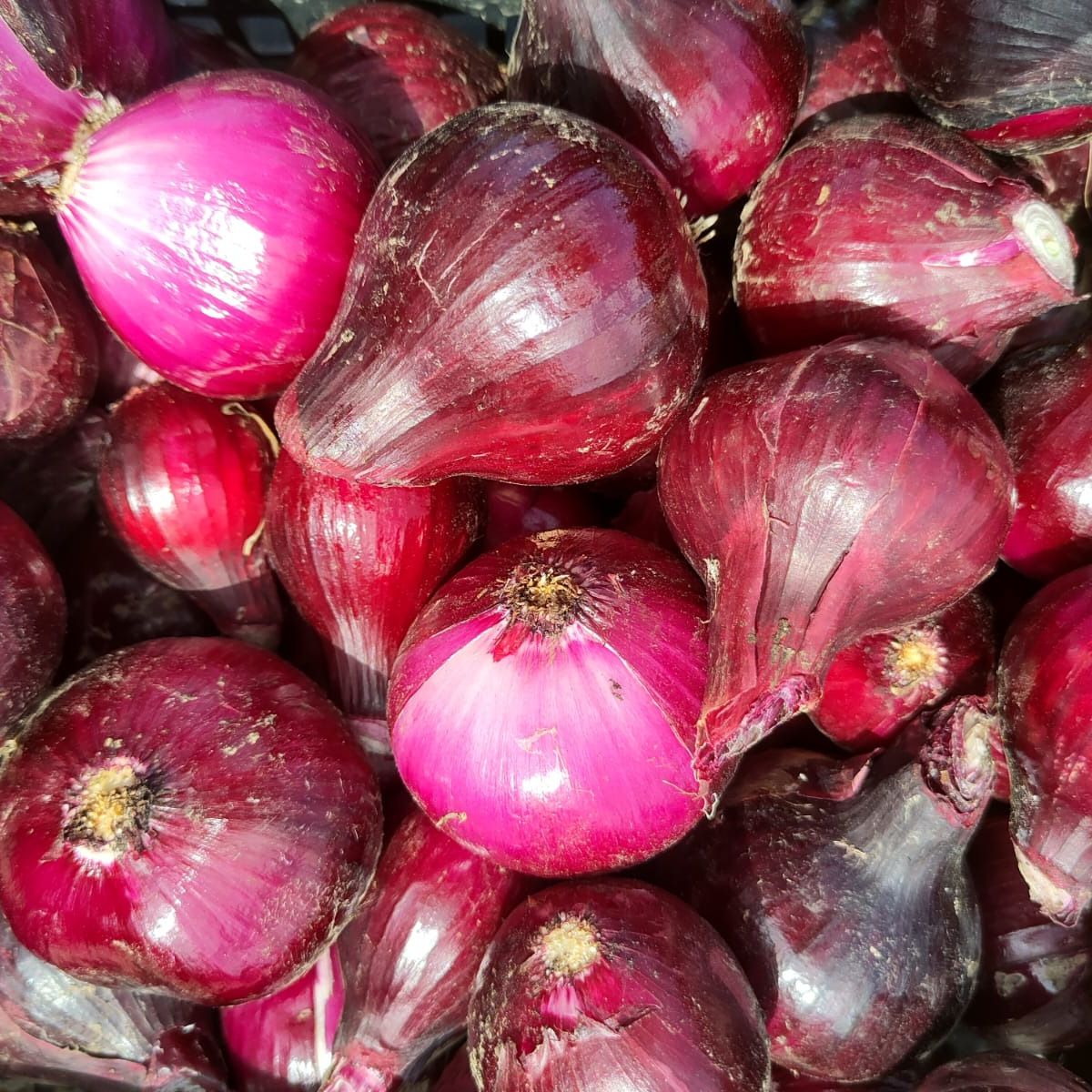 Oignons rouges