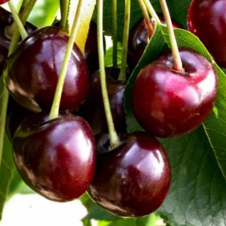 Cerisier Bigarreau 'Moreau' / Ste Lucie / Racines nues