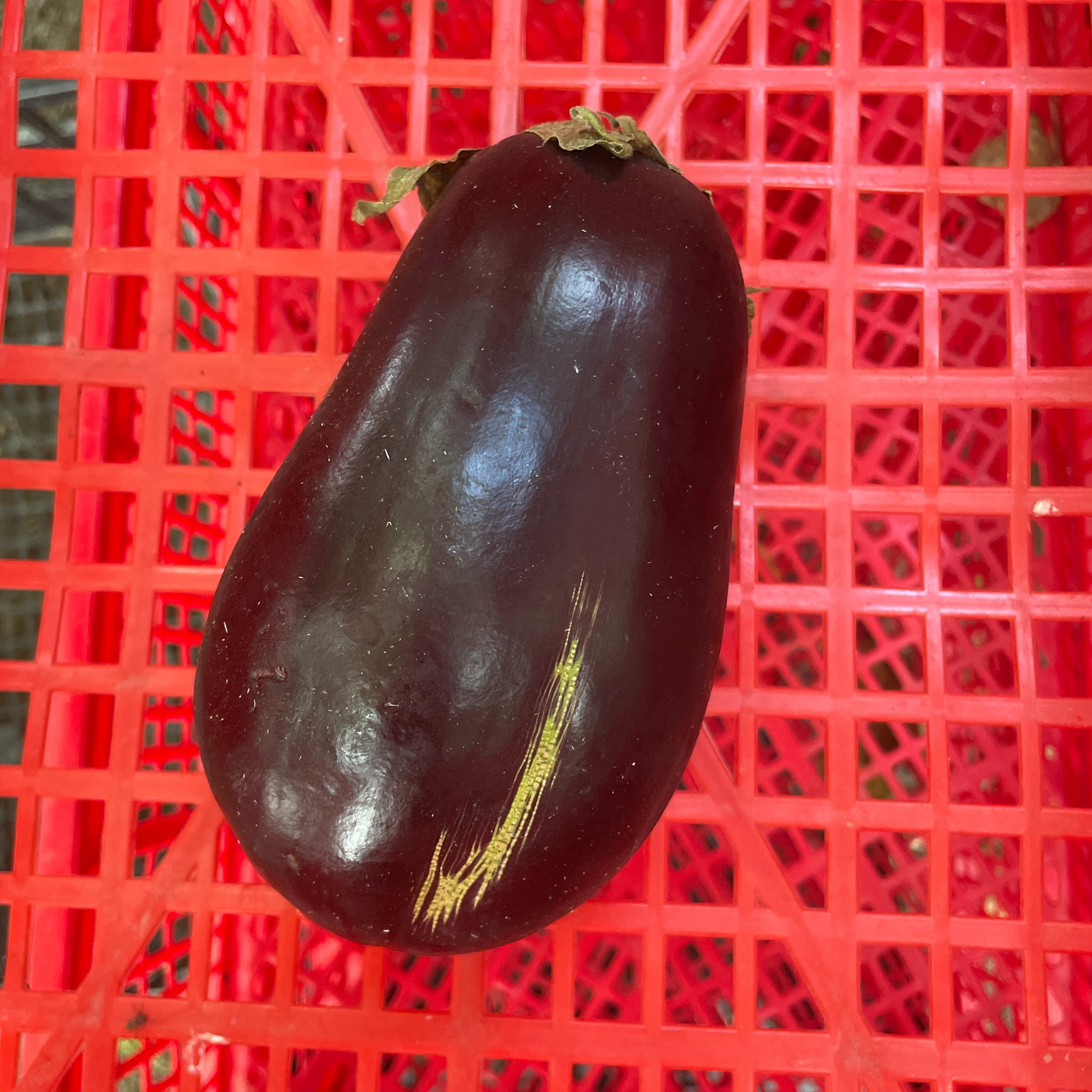Aubergine pièce