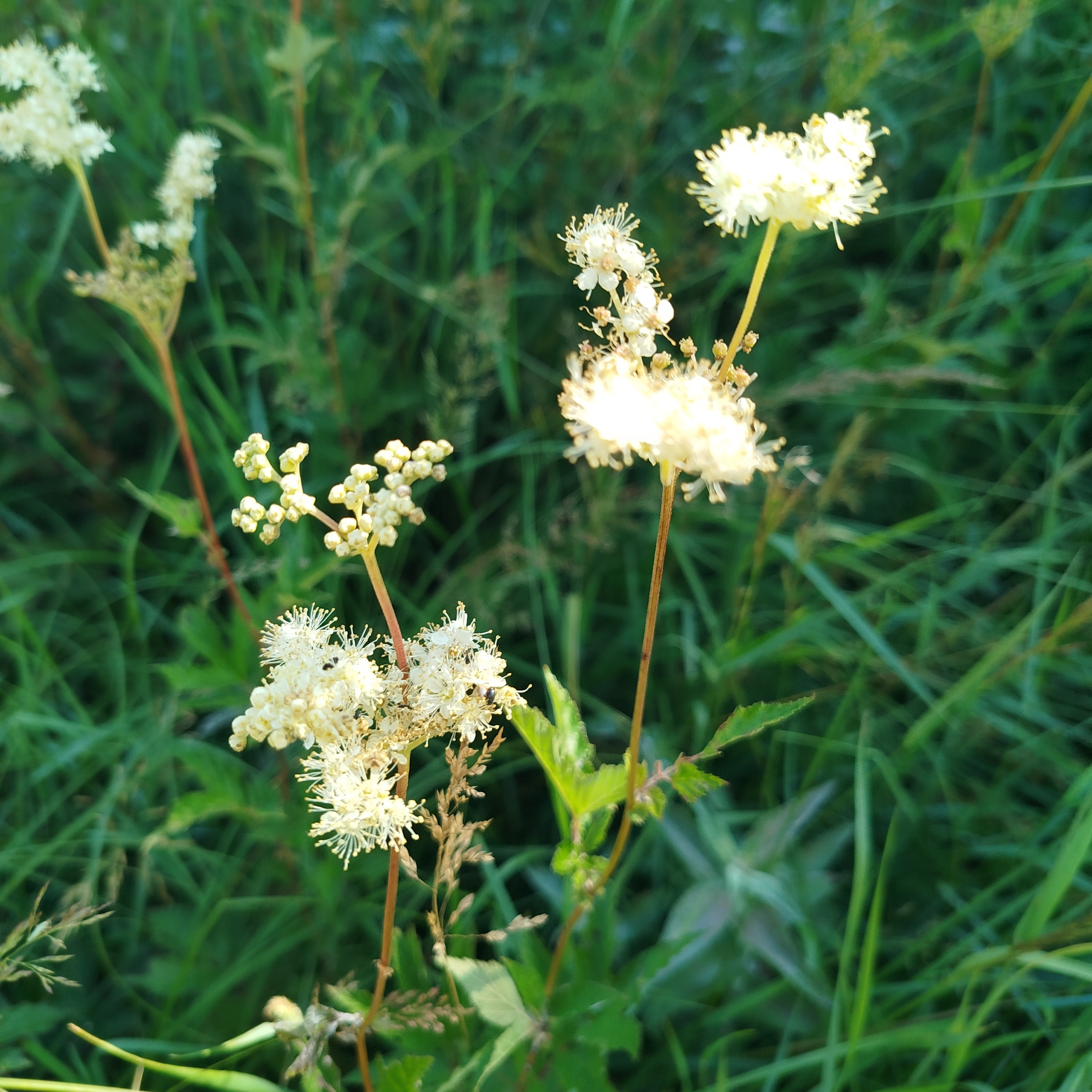 Alcoolature Reine des près