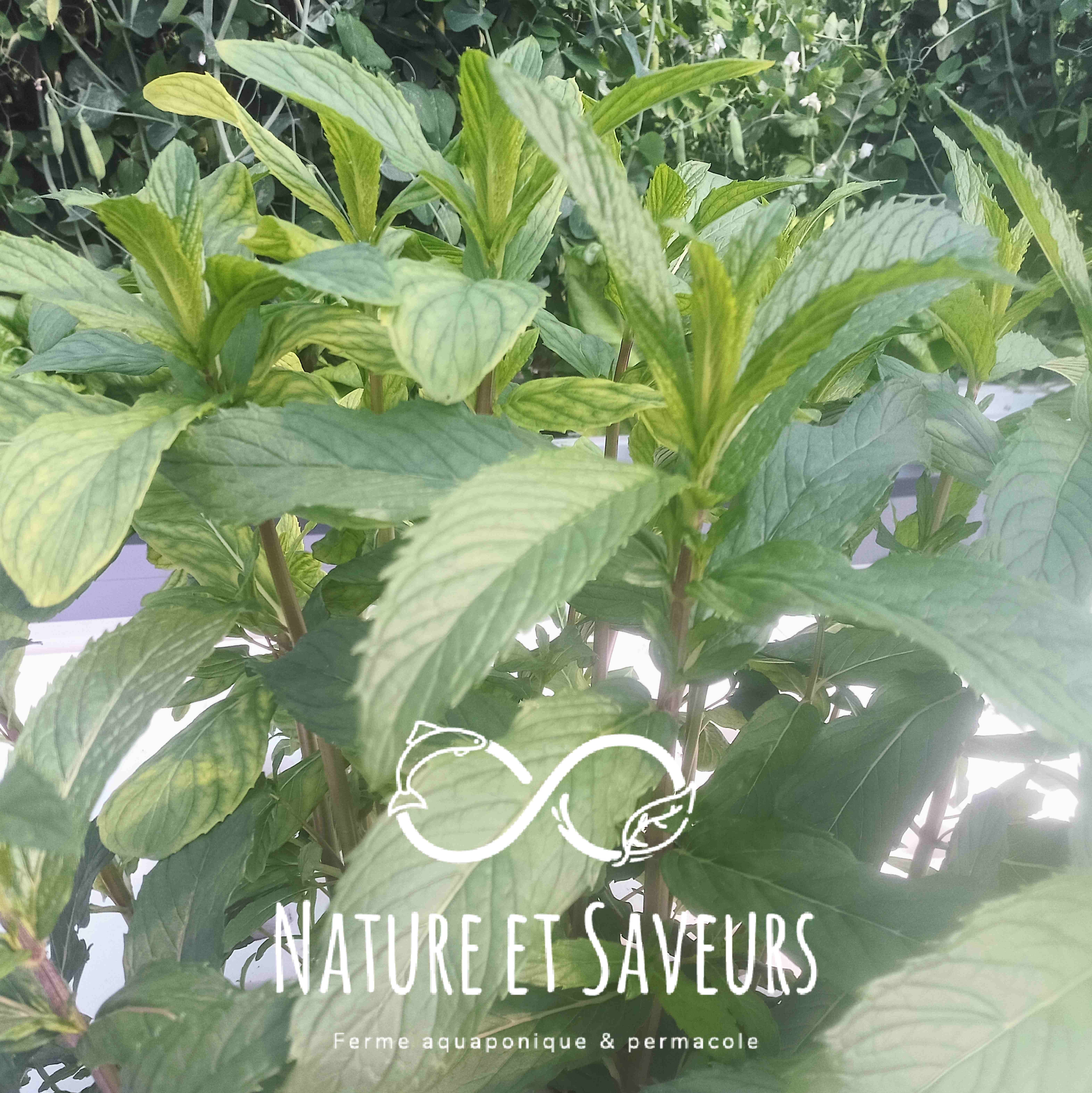 Menthe tunisienne — fraîcheur intense et caractère oriental - 100g