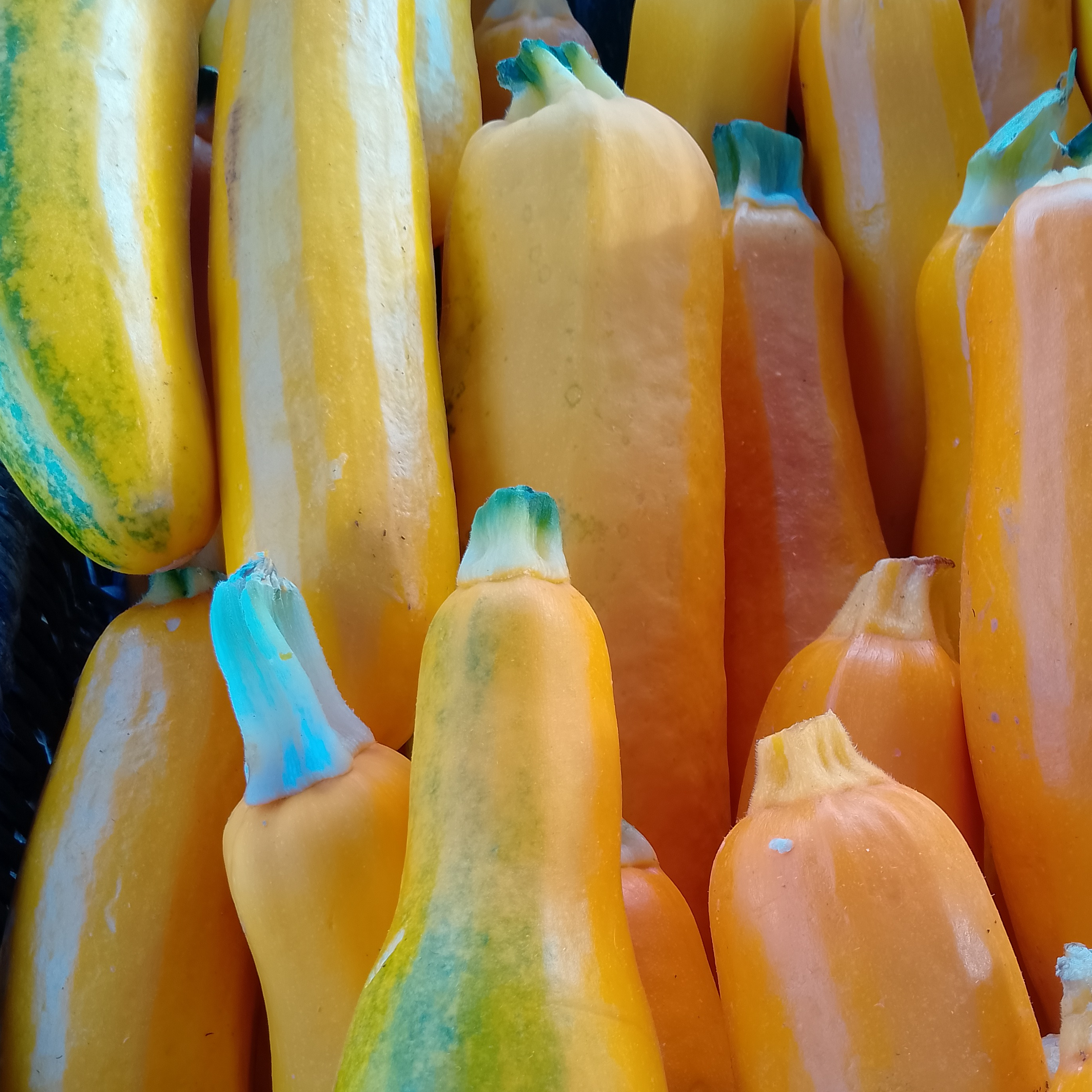 Courgette longue jaune