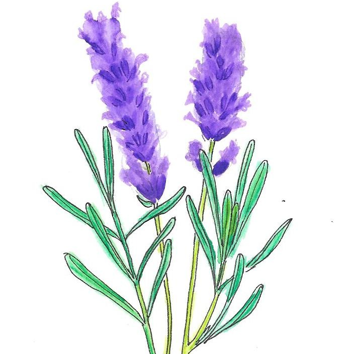 Lavande vraie - 30ml