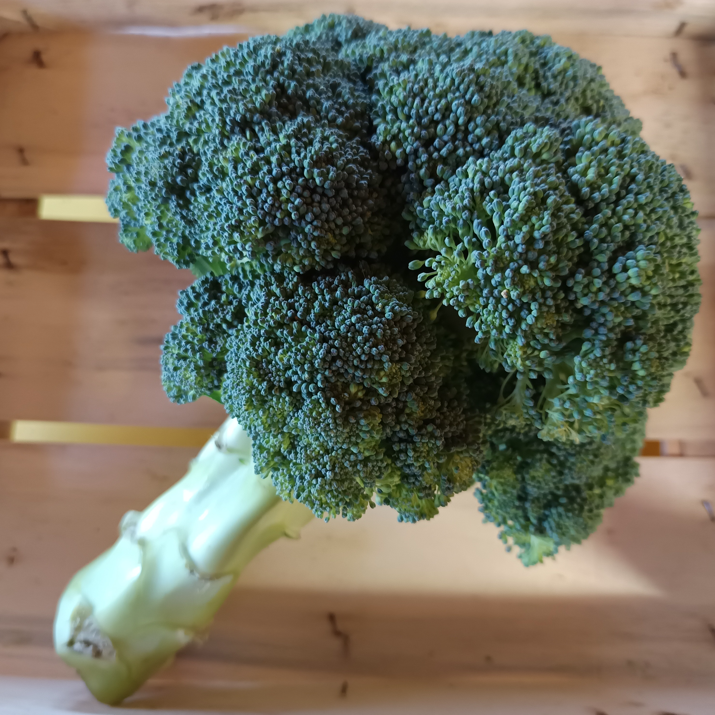 Brocoli vert