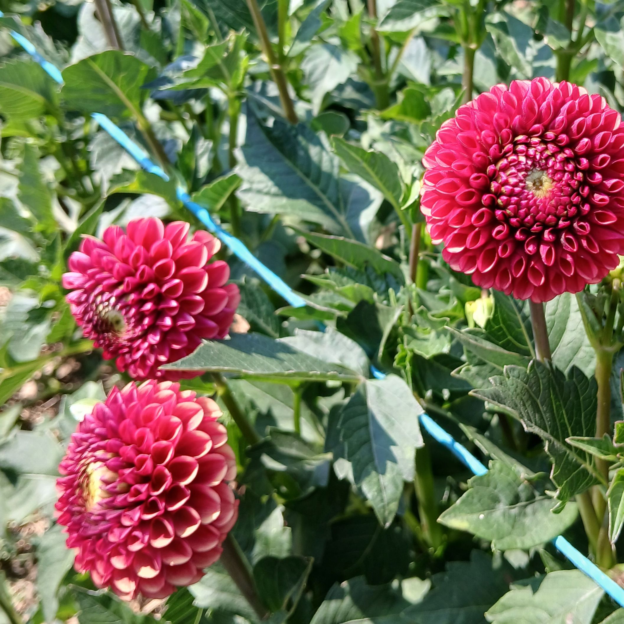 Dahlia cooper boy