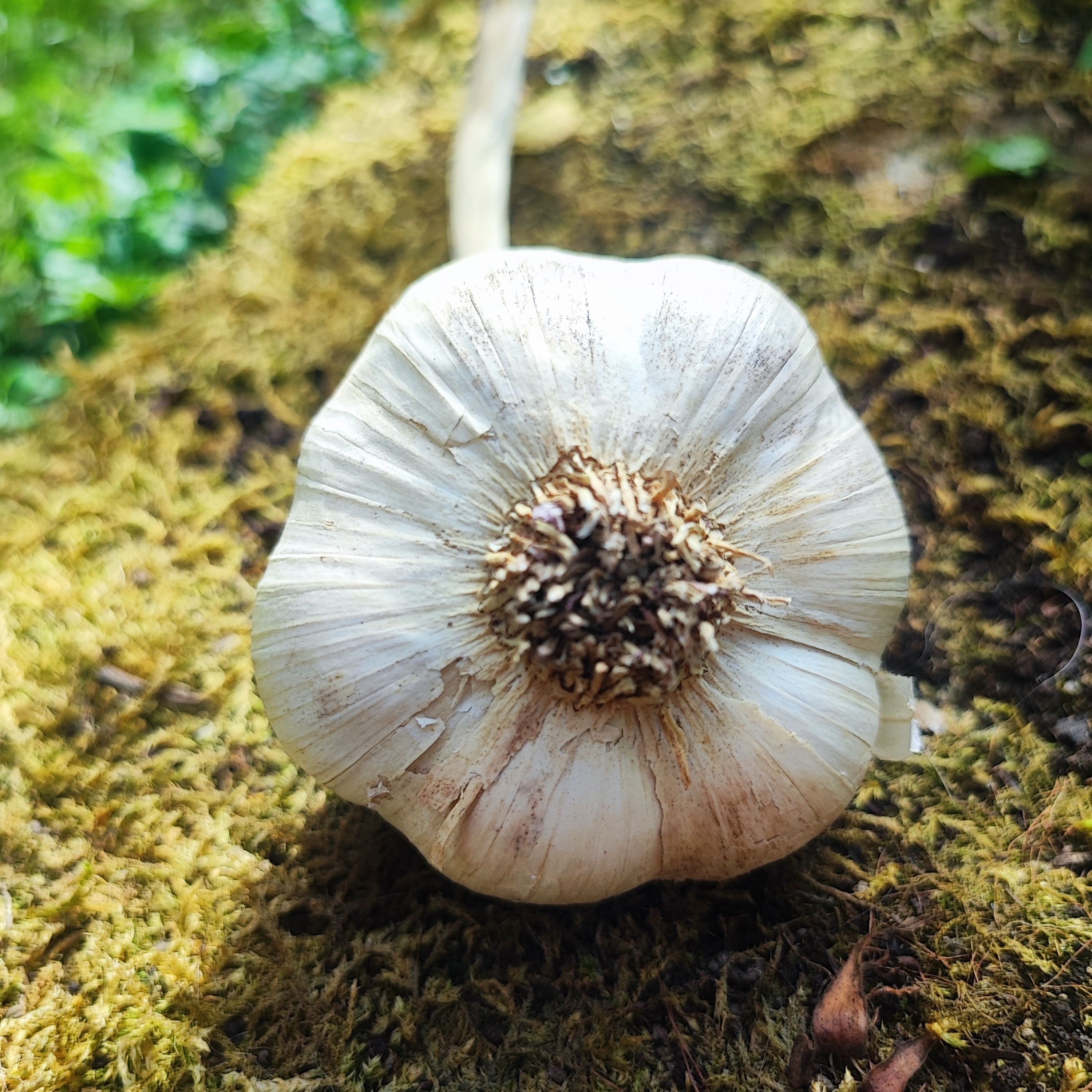 Ail