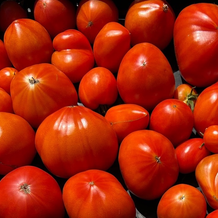 Tomate ancienne type "Coeur de boeuf"