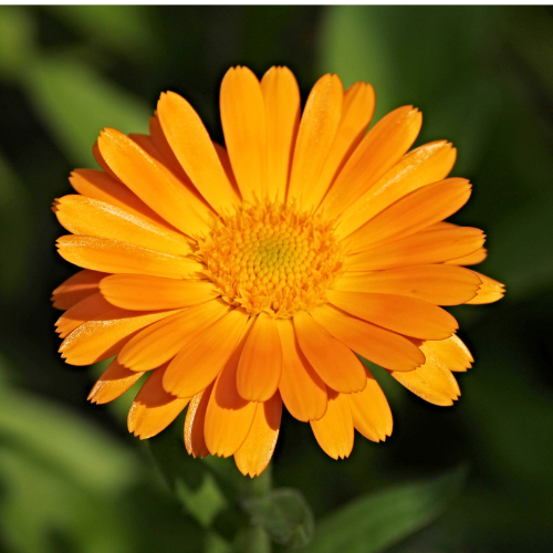 CALENDULA OFFICINAL Bio