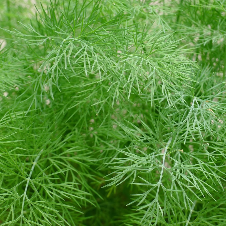 Aneth officinale en godet 9 cm