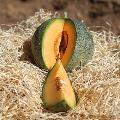 Plant Melon Petit Gris de Rennes - 150g