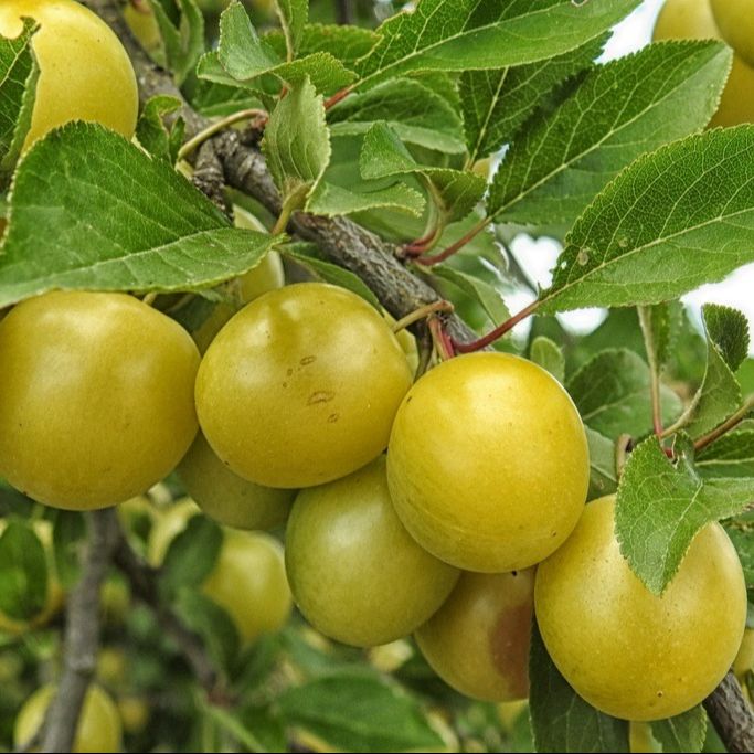 Prunier (Prunus x domestica) 'Mirabelle de Nancy' (Sur stJulien)