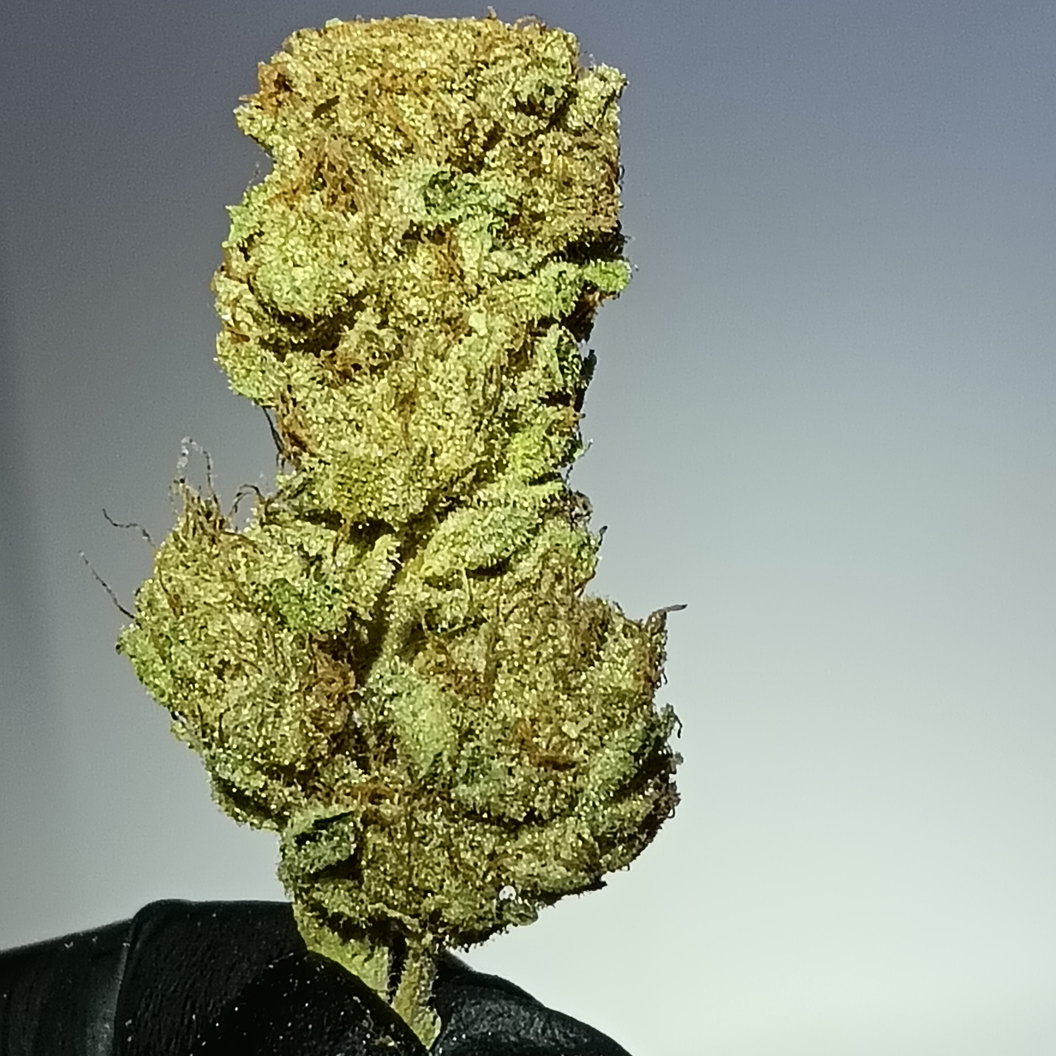 Zombie Flow "Light Dep" 2025