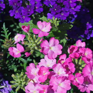 Fleurs - Verveine des jardins