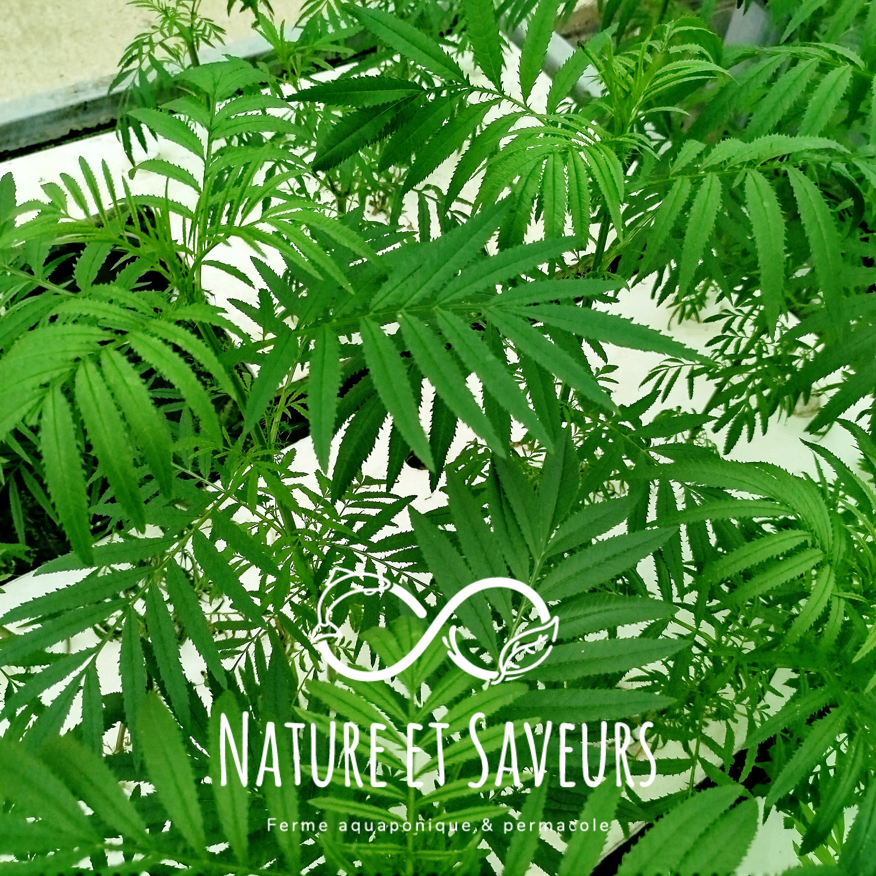 Tagète Wakataï passion, feuilles fraîches - 50g