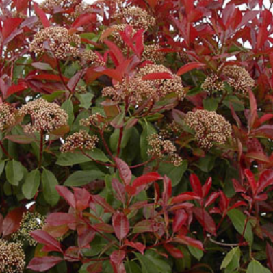- Photinia frasieri "Red Robin" -sur tige/Boule 50cm-DT 8/10 Pot