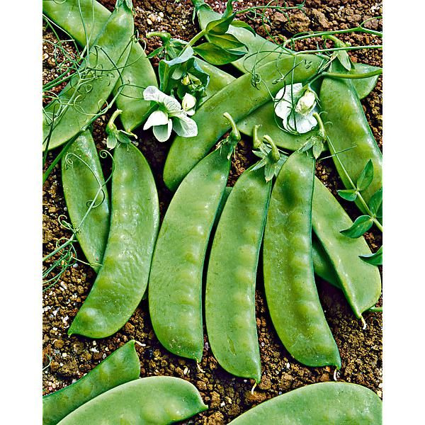 Pois mange-tout - 250g