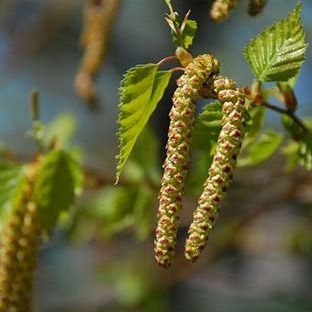 Bouleau de l'Himalaya (betula utilis)
