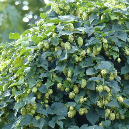 Houblon