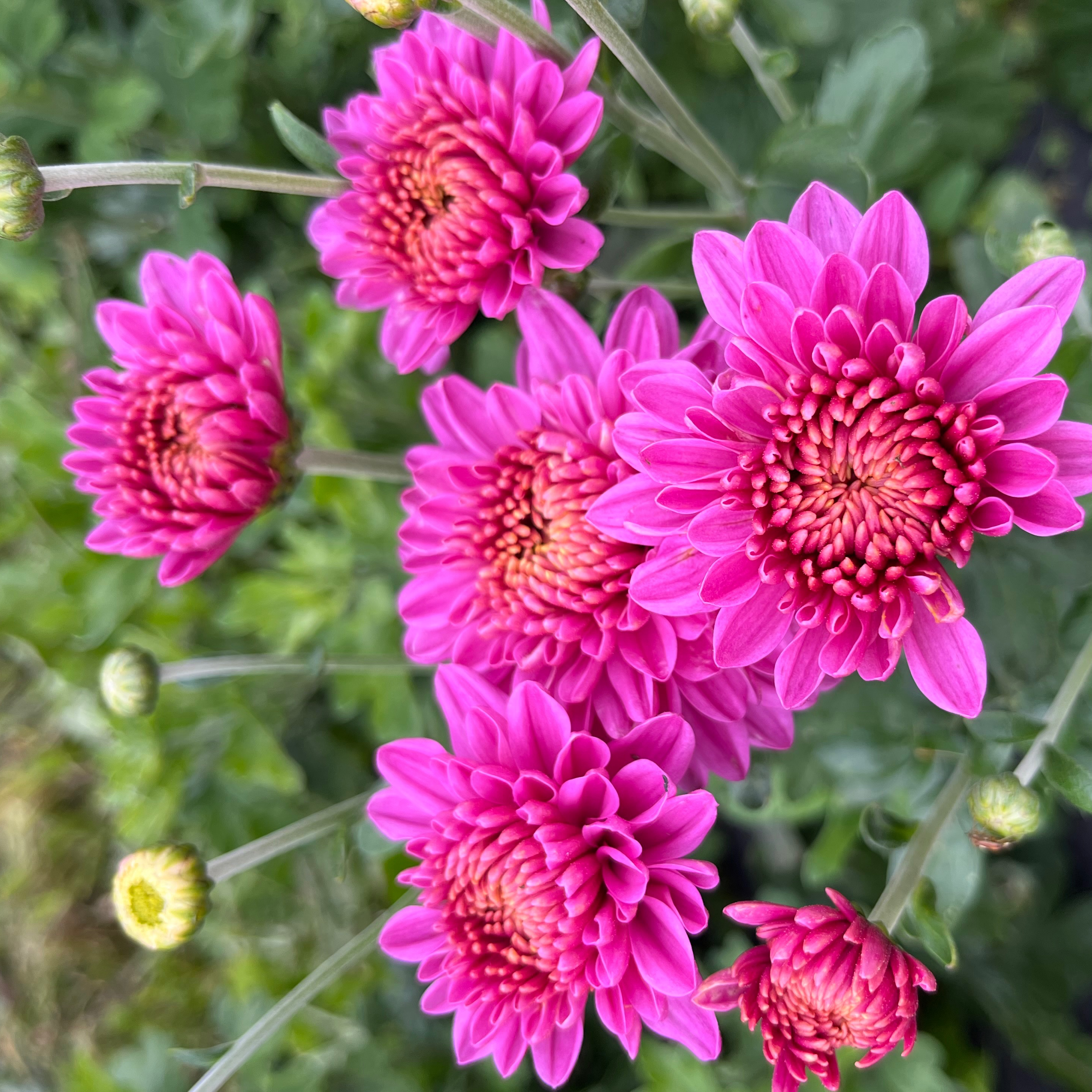 CHRYSANTHEME Bella Purple - botte 10 tiges