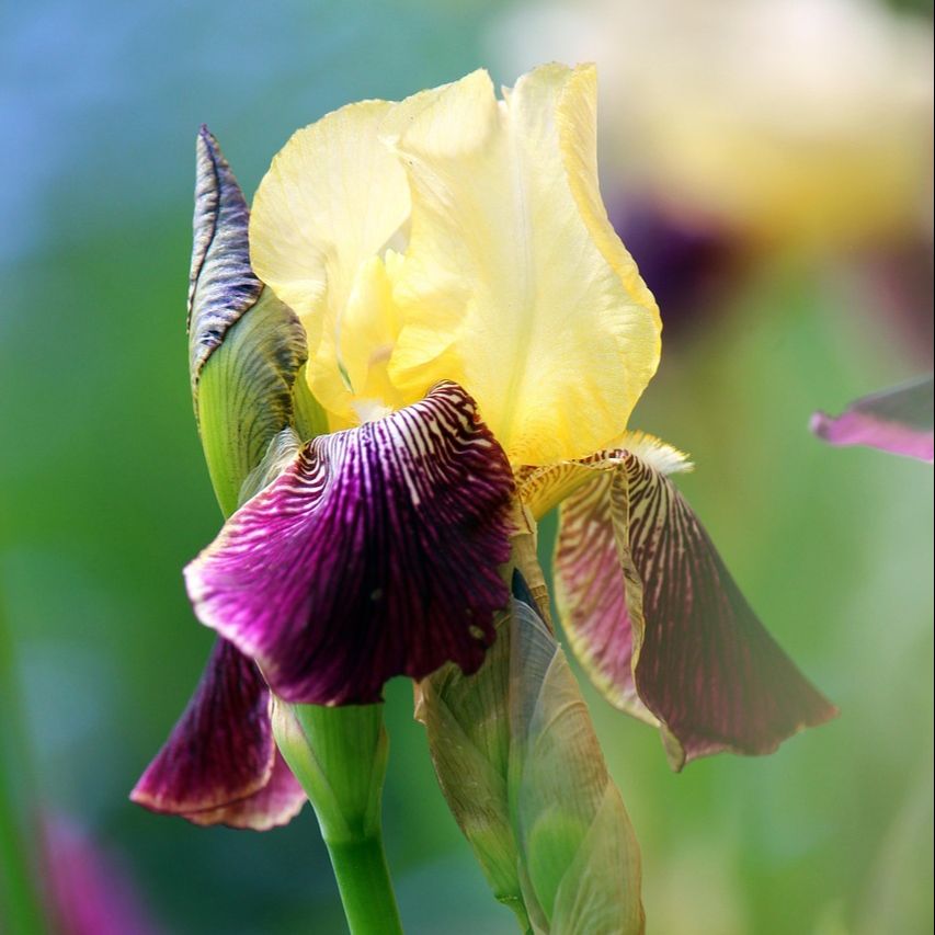 Iris des jardins (Iris germanica) 'Bold Accent' - 1l