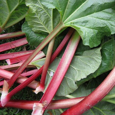 Rhubarbe - botte - 600g