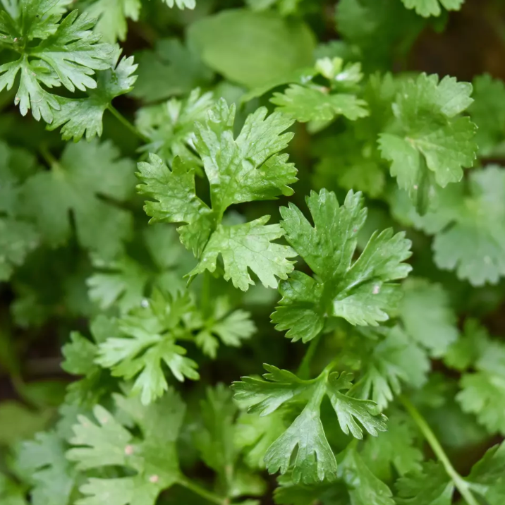 CORIANDRE