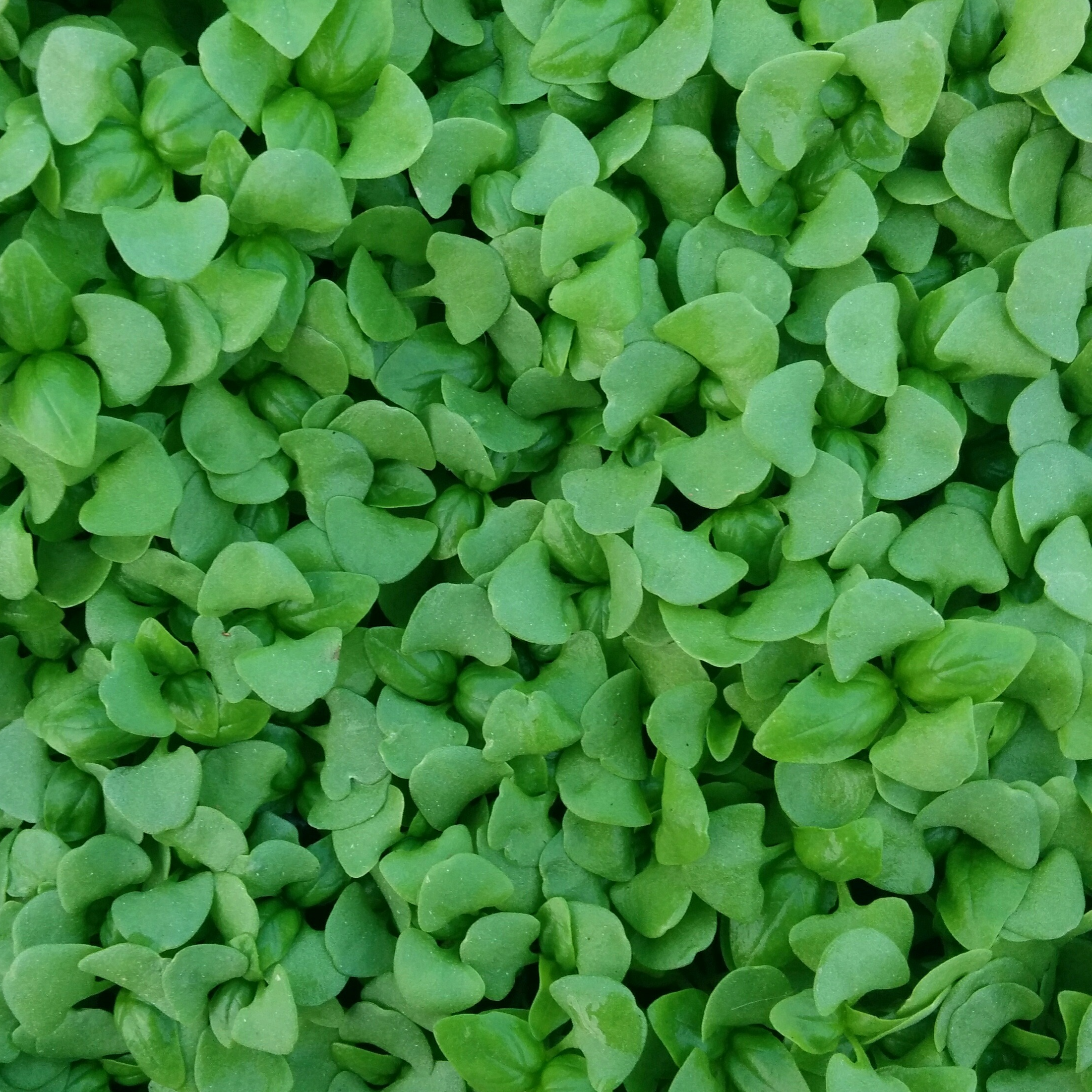 Basilic vert Micro-pousses