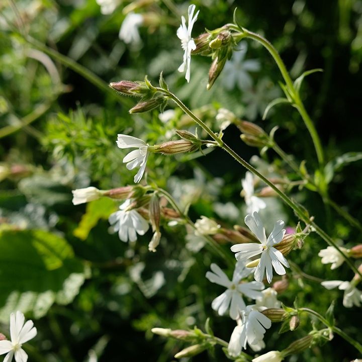 Compagnon blanc